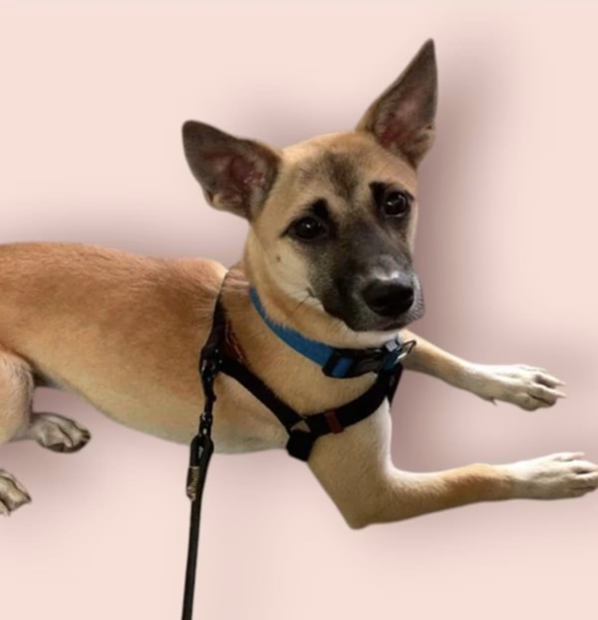 Photo of Teddy, adoptable Terrier (Unknown Type, Medium) in Rockville, Maryland