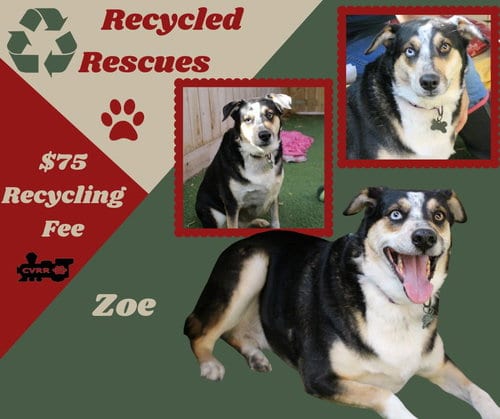 Photo of Zoe (Recycle), adoptable Husky in Lindsay, California