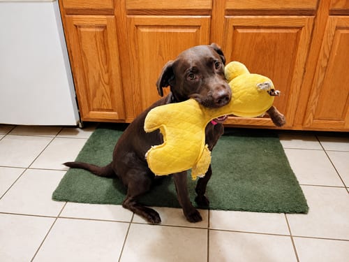 Photo of River, adoptable Labrador Retriever in Clovis, California