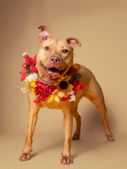 Photo of Chorizo, adoptable dog in Atlanta, Georgia