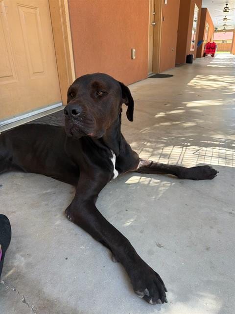 Photo of Gordon, adoptable Mastiff in San Antonio, Texas