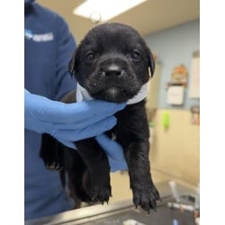 Photo of Sunkist, adoptable Doberman Pinscher in Jurupa Valley, California