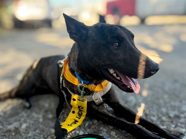 Photo of Kobe, adoptable Mixed Breed and Dutch Shepherd