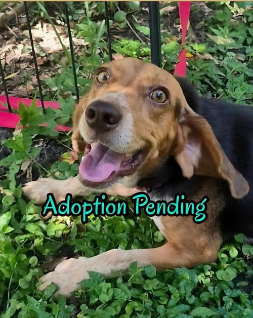 Photo of Rue, adoptable Beagle in Dunnellon, Florida