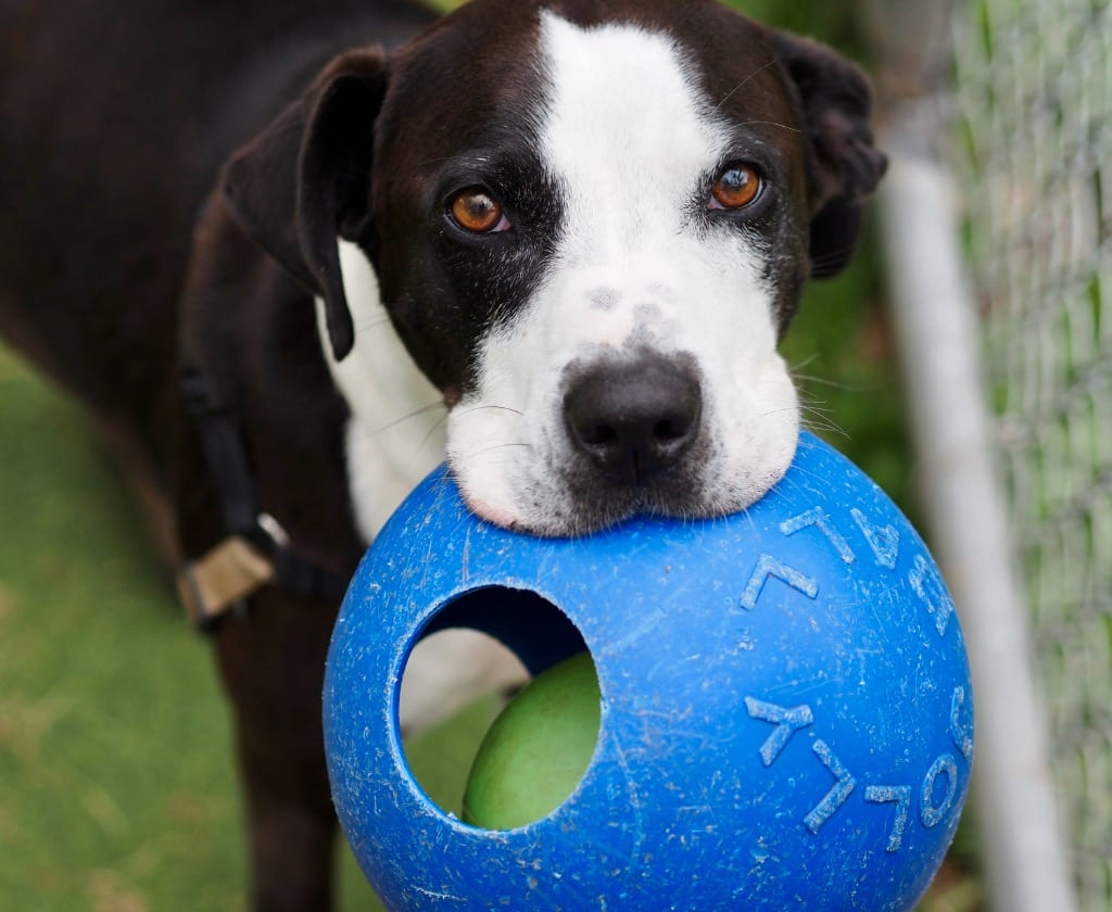 Photo of Lady, adoptable Pit Bull Terrier in Meriden, Connecticut