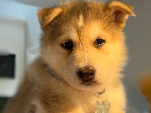 Photo of Koda (Venus Litter), adoptable Husky in Holly Springs, North Carolina
