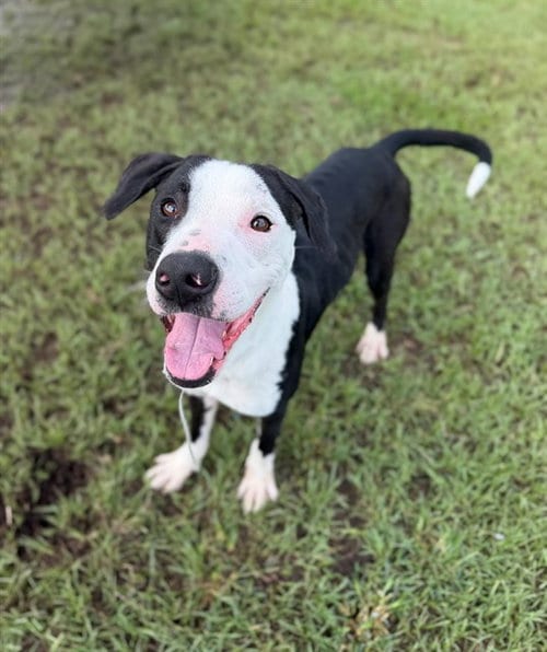 Photo of Blaze, adoptable American Pit Bull Terrier in Conroe, Texas