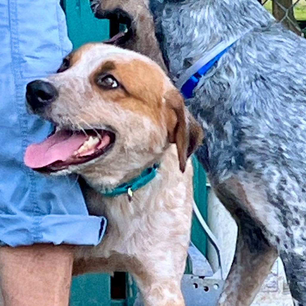 Photo of Morphe, adoptable Cattle Dog, Australian (Red Heeler) in Houston, Texas