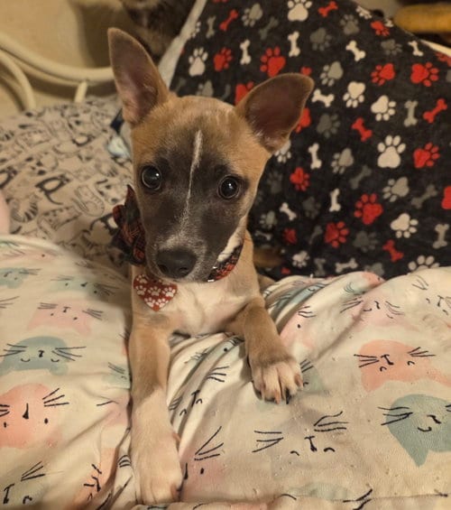 Photo of Dixie, adoptable Chihuahua in Iroquois, Illinois