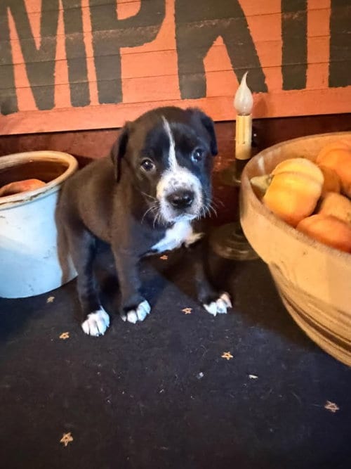 Photo of Reese, adoptable Australian Cattle Dog/Blue Heeler in Berlin, New Jersey