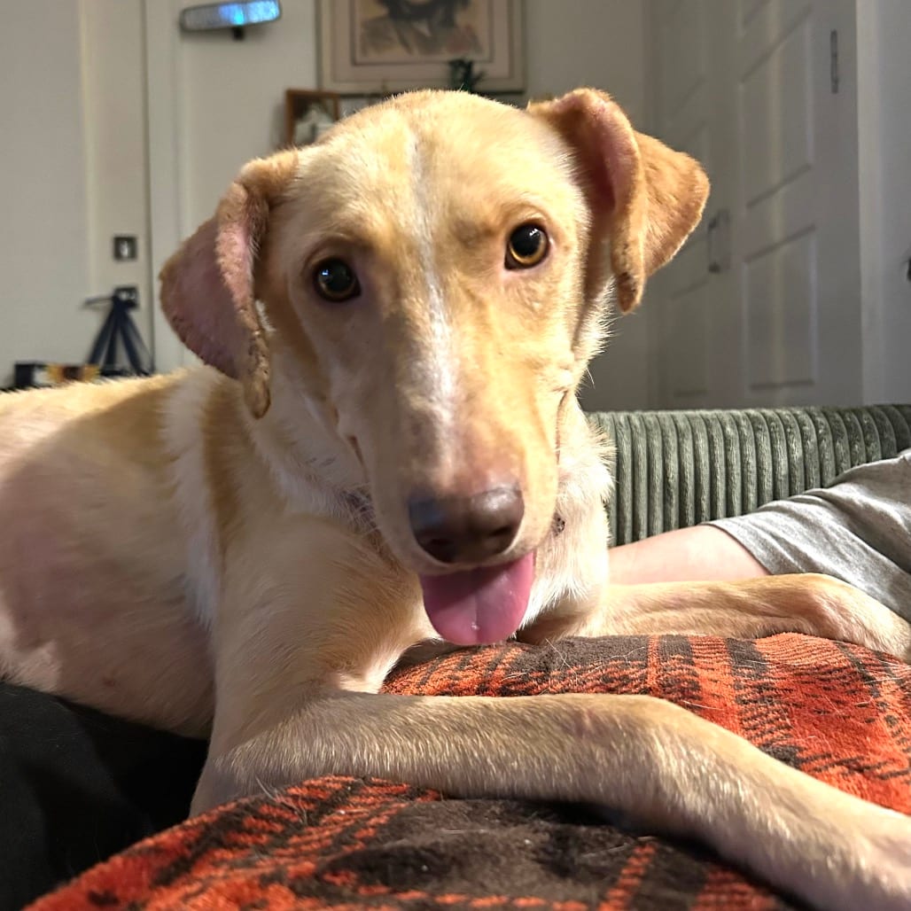 Photo of Archie, adoptable Retriever, Yellow Labrador / Mix in Northern Virginia, Virginia