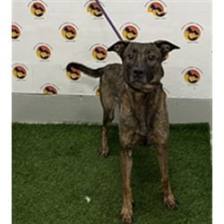 Photo of Amethyst, adoptable Mixed Breed (Medium) in Land O'Lakes, Florida