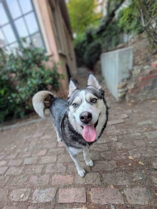Photo of Freya, adoptable Siberian Husky in Walnut Creek, California