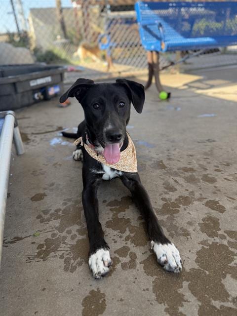 Photo of Kira, adoptable Australian Shepherd in Chula Vista, California