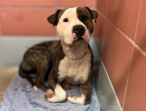 Photo of Stone, adoptable Staffordshire Bull Terrier in Houston, Texas