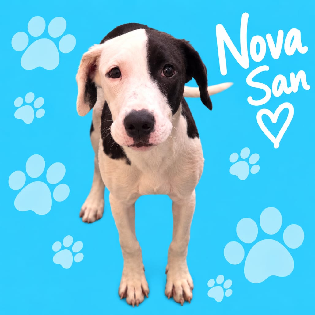 Photo of Nova San, adoptable dog