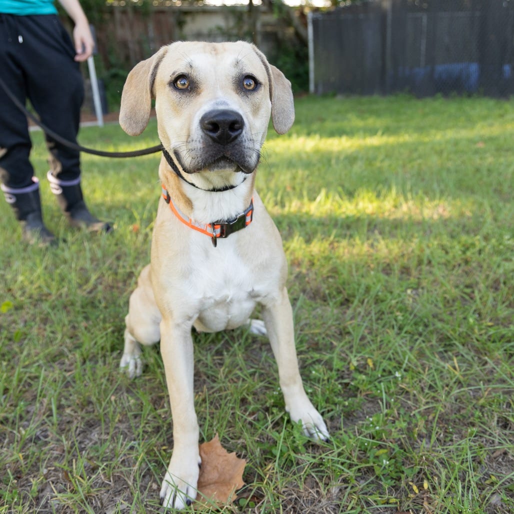 Photo of Reagan, adoptable Mixed Breed (Medium) in Gainesville, Florida