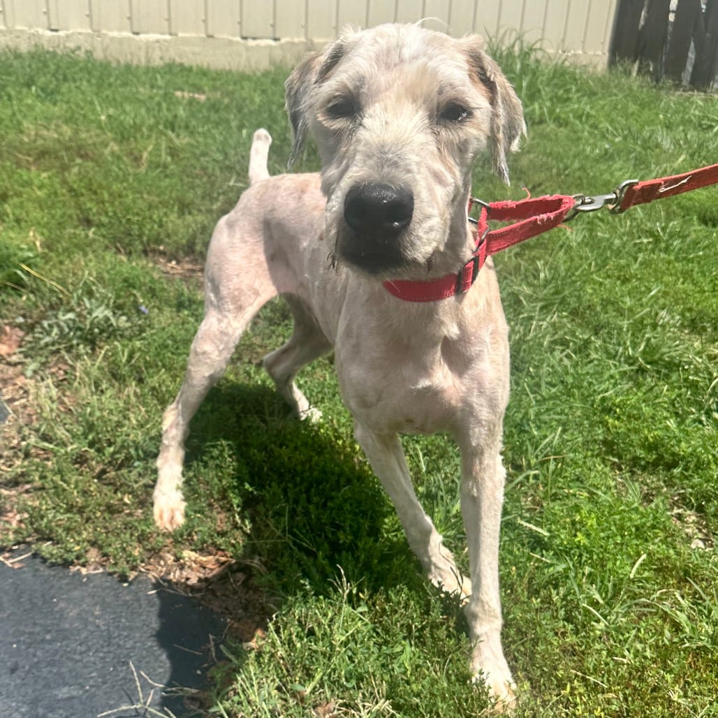 Photo of Shaggy FC AD, adoptable Mixed Breed (Medium) in Union, Missouri