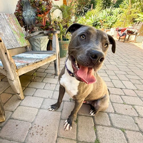 Photo of Scottie, adoptable Staffordshire Bull Terrier in San Juan Capistrano, California