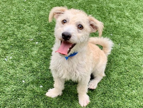 Photo of Curly, adoptable Terrier in Moreno Valley, California