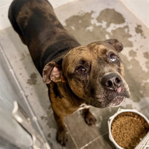 Photo of Bruno, adoptable Catahoula Leopard Dog in Tavares, Florida