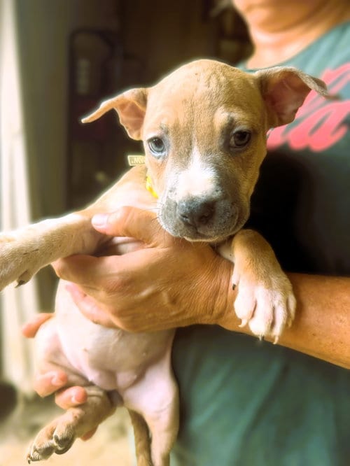Photo of Jalen, adoptable Unknown breed (short coat) in Jackson, Mississippi