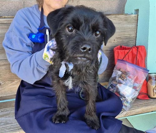 Photo of Zorro, adoptable Border Terrier in Albuquerque, New Mexico
