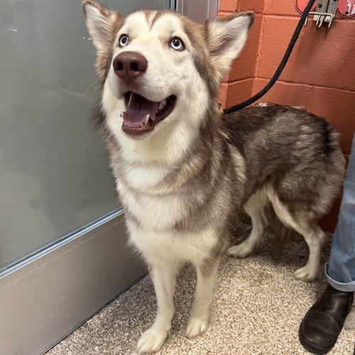 Photo of Veronica, adoptable Siberian Husky in Pueblo, Colorado