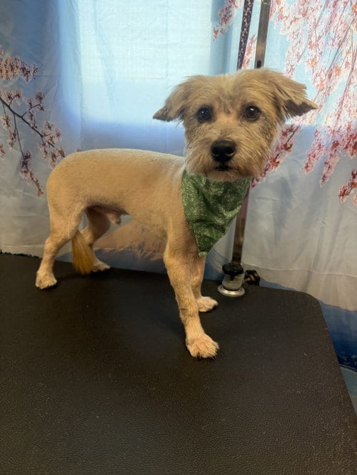 Photo of Yorkie, adoptable Yorkshire Terrier Yorkie in Virginia Beach, Virginia