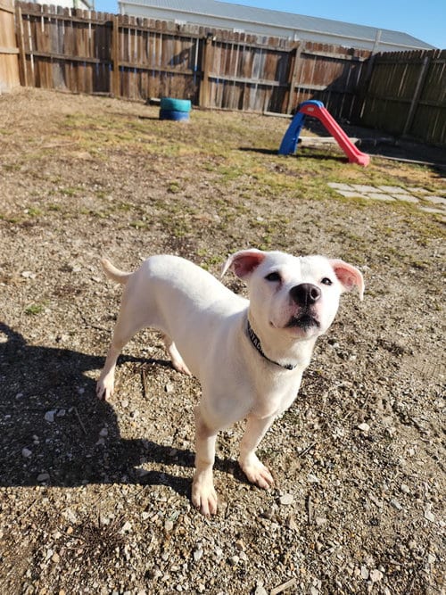 Photo of Hawkey, adoptable Labrador Retriever in Evansville, Indiana