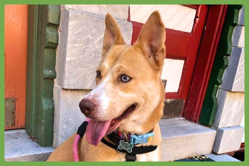 Photo of Stella, adoptable Siberian Husky in Amherst, Massachusetts