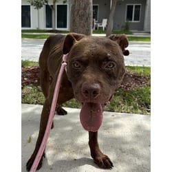 Photo of Bronco, adoptable American Bulldog in Doral, Florida