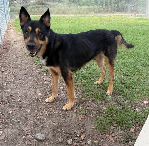 Photo of Samson, adoptable German Shepherd Dog in Conroe, Texas