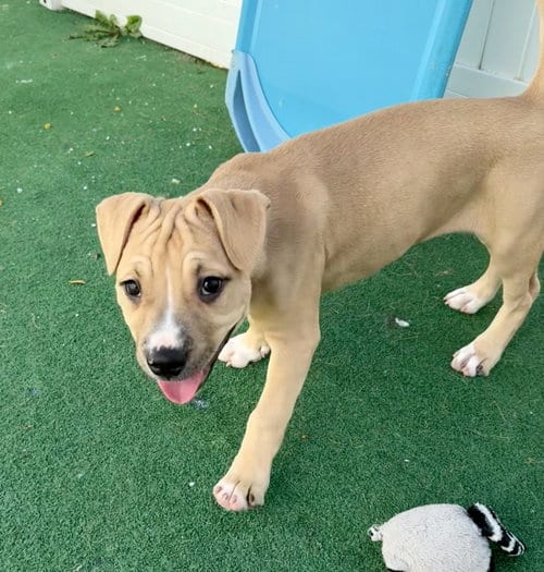 Photo of Ulna, adoptable American Staffordshire Terrier in Gilberts, Illinois