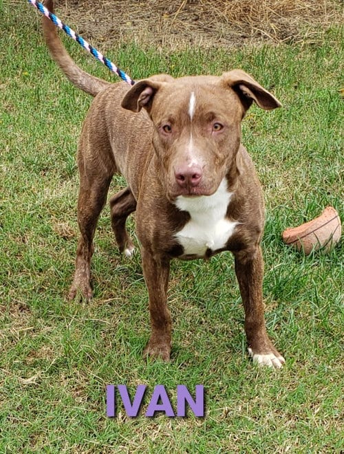 Photo of Ivan, adoptable Pit Bull Terrier in Seaford, Delaware