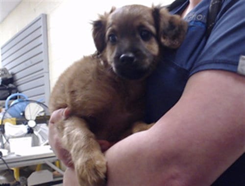 Photo of Reggie, adoptable German Shepherd Dog in Denver, Colorado