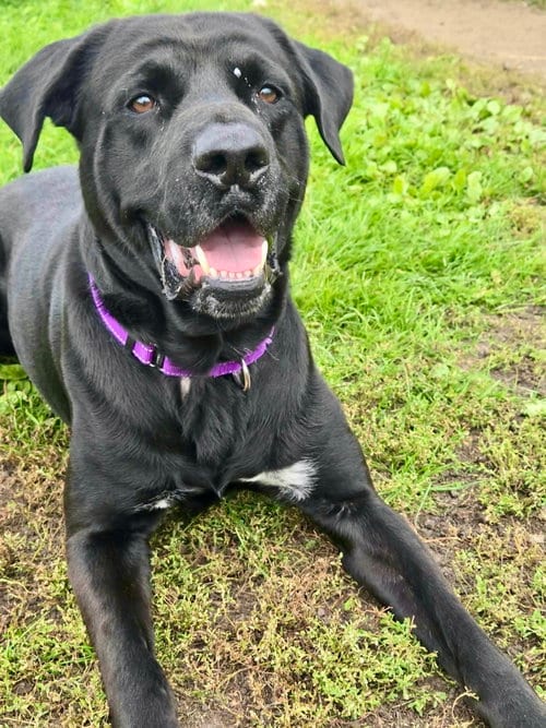 Photo of Major, adoptable Labrador Retriever in Detroit Lakes, Minnesota