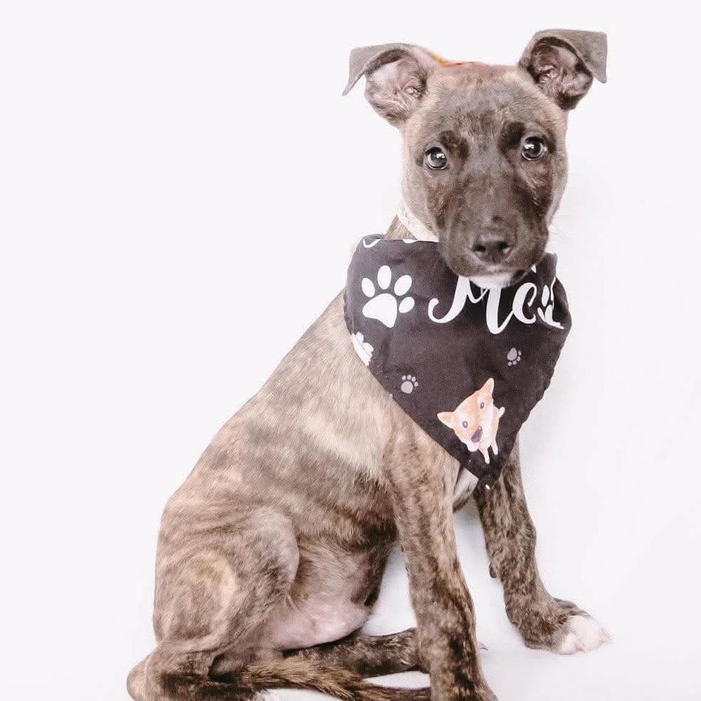 Photo of Gordon *Arriving 10/10* D12622, adoptable Shepherd, Dutch / Retriever, Labrador in Princeton area, Minnesota