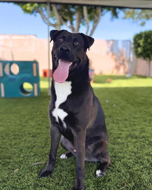 Photo of Boomer, adoptable Labrador Retriever in Chula Vista, California