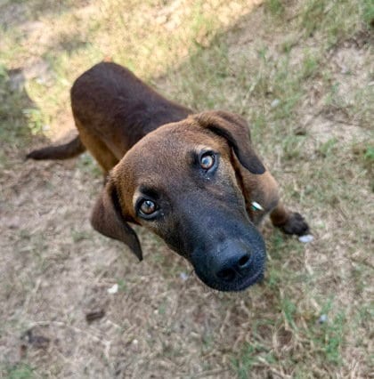 Photo of Allistair, adoptable Black Mouth Cur in Inverness, Florida