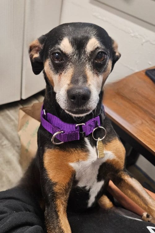 Photo of River, adoptable Terrier in Ellijay, Georgia
