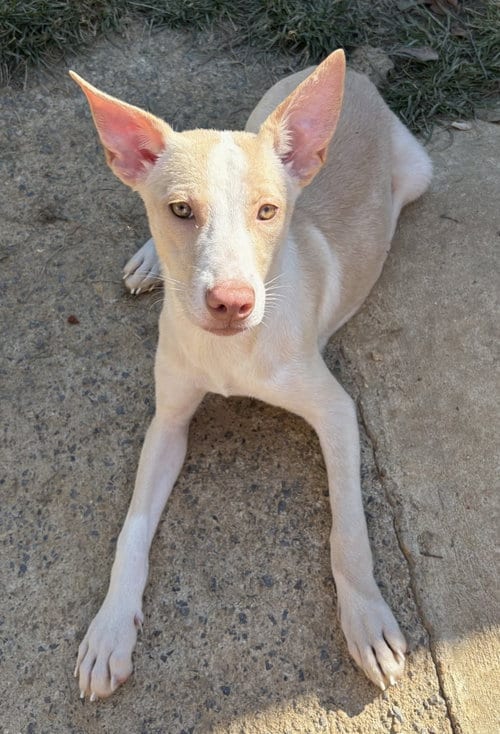Photo of Lime Chiffon, adoptable American Pit Bull Terrier in Wetumpka, Alabama