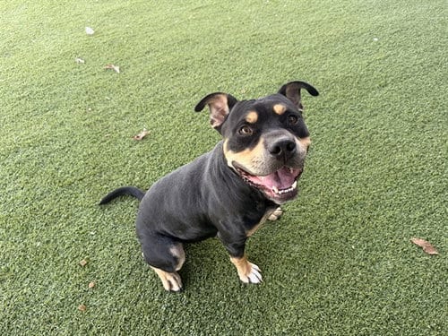 Photo of Ricky, adoptable Rottweiler in Garland, Texas