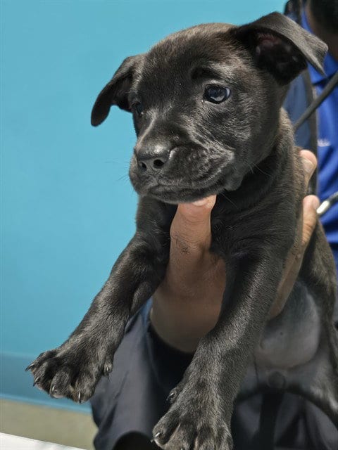 Photo of A659177, adoptable Pit Bull Terrier in Houston, Texas