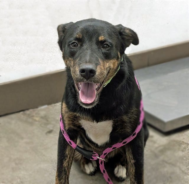 Photo of Bo, adoptable dog