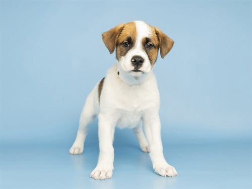 Photo of William, adoptable Australian Cattle Dog/Blue Heeler in Phoenix, Arizona