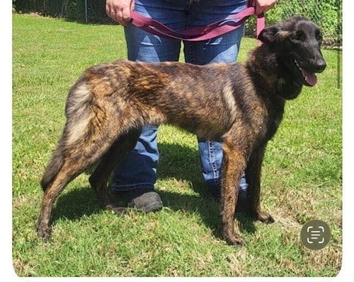 Photo of Tinkerbell Located in Tennessee, adoptable Belgian Shepherd Malinois in Imlay City, Michigan