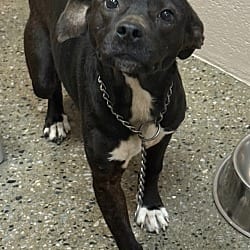 Photo of Dreamer, adoptable Terrier (Unknown Type, Small) Mixed Breed (Medium) in Burnsville, North Carolina