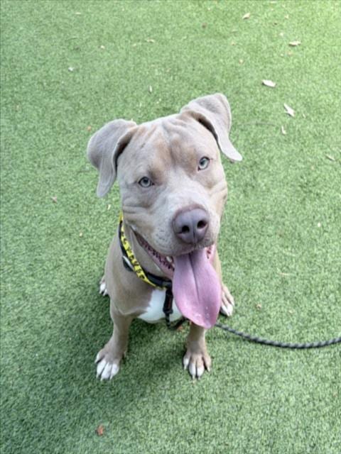 Photo of Capistrano, adoptable American Staffordshire Terrier in Van Nuys, California