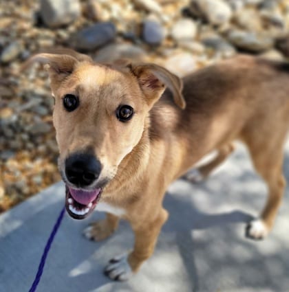 Photo of Millie, adoptable dog in Farmington, New Mexico